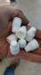 Contenedor y tapa de la botella de tapa y tap�n Prom�quina